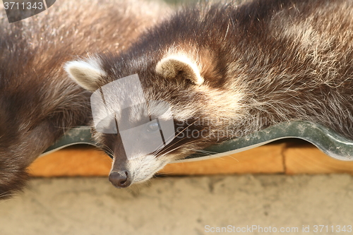 Image of portrait of a raccoon in zoo