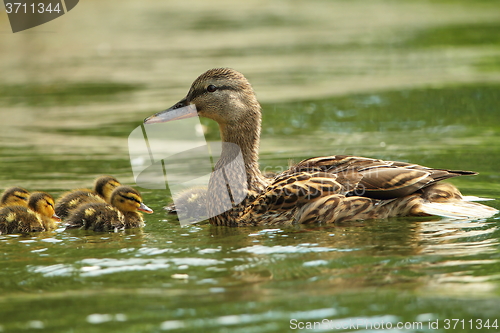 Image of female mallard duck with ducklings on lake