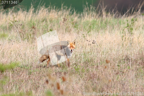 Image of red fox in the field