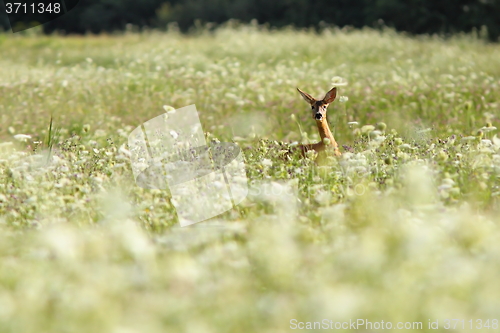 Image of roe deer in big grass