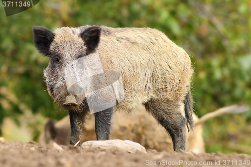 Image of big wild boar