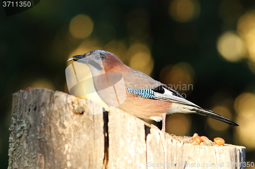 Image of jay eating seed at birdfeeder