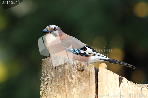 Image of european common jay on wood stump