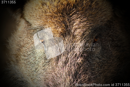Image of abstract portrait of wild boar