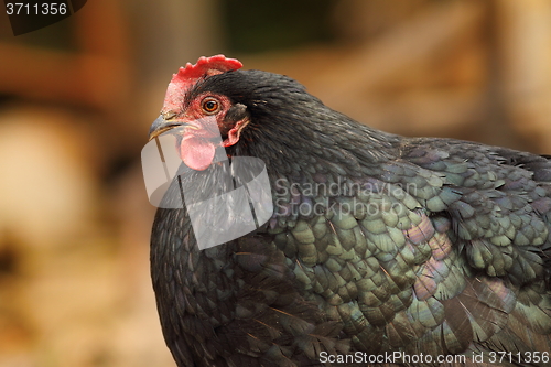 Image of big fat black hen