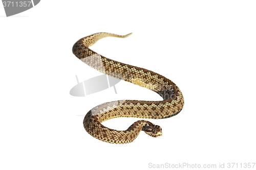 Image of isolated moldavian  meadow adder