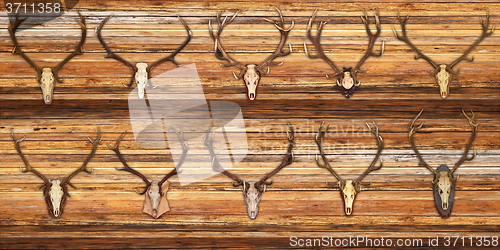 Image of collection of red deer trophies on wood background