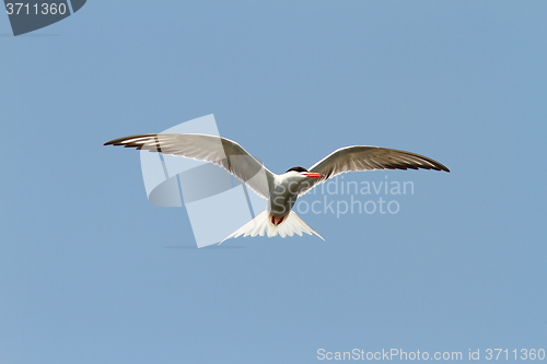 Image of common tern over blue sky