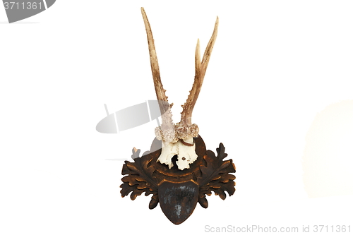 Image of roe deer hunting trophy over white