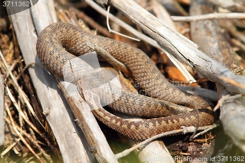 Image of common adder basking in situ