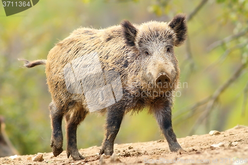 Image of wild boar in glade