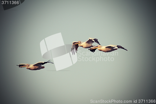Image of vintage image with three pelicans in flight