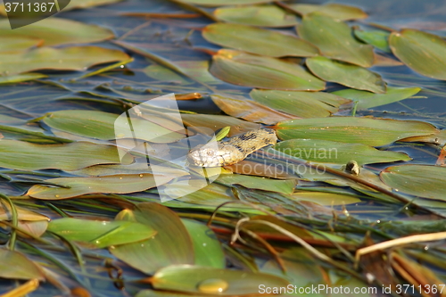 Image of dice snake hiding amongst water lilies