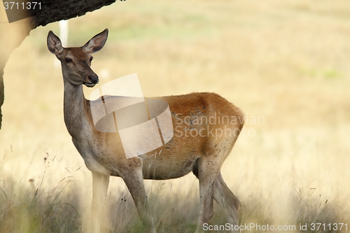 Image of female red deer in a glade
