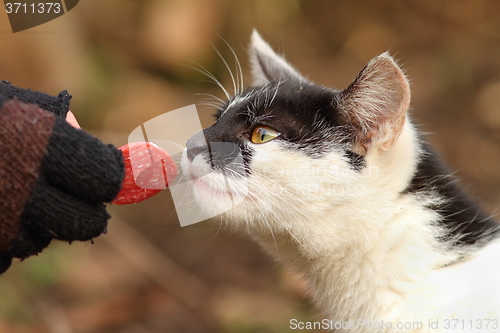 Image of cute cat eating salami from hand