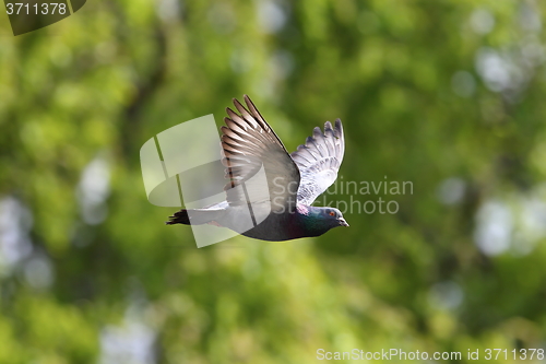 Image of pigeon in flight over green background