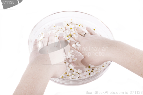 Image of sakura