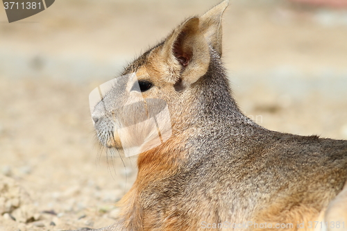 Image of portrait of patagonian cavy