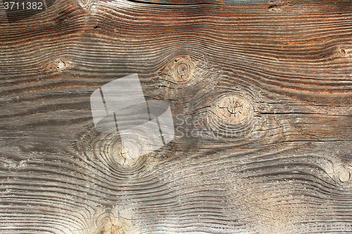 Image of knots on spruce wooden texture