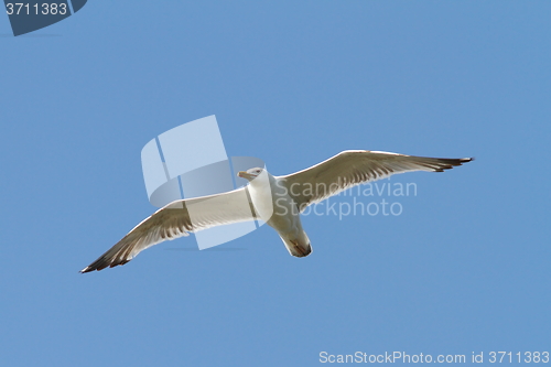 Image of caspian gull flying over the sky