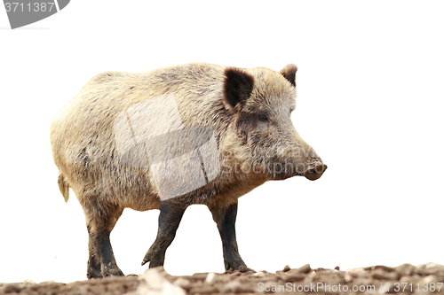 Image of full length isolated wild boar