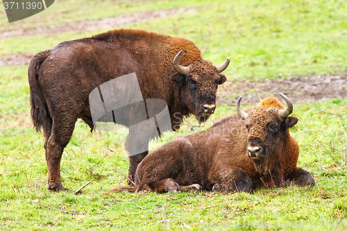 Image of european bisons on green grass