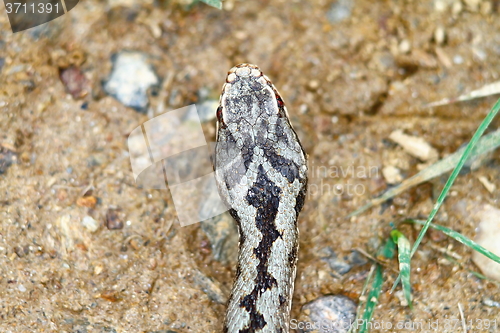 Image of head markings on vipera berus