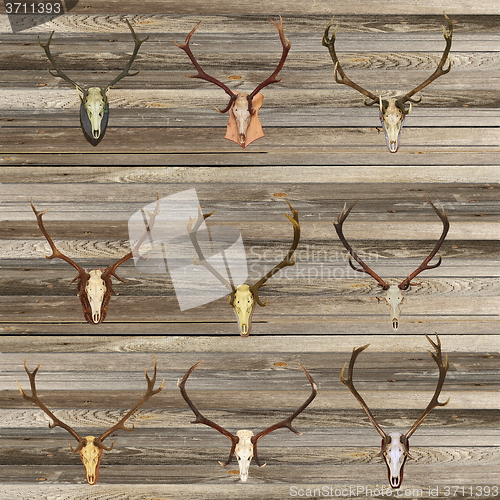 Image of red deer skulls on wood wall