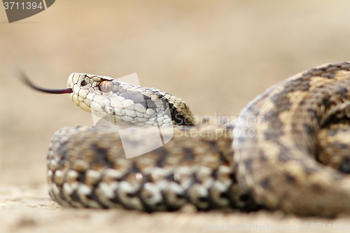 Image of closeup of female meadow adder