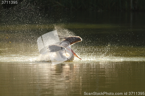 Image of pelecanus onocrotalus splashing water