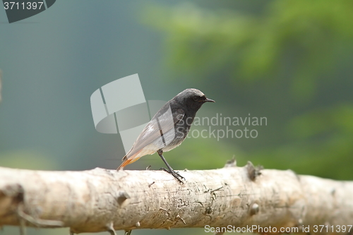 Image of male black redstart on wood fence