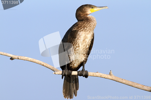 Image of great cormorant on branch