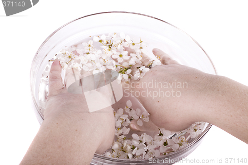 Image of sakura