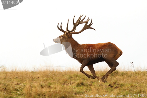 Image of deer buck running wild