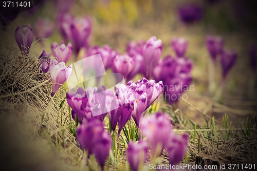 Image of spring purple flowers