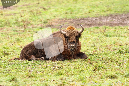 Image of european bison