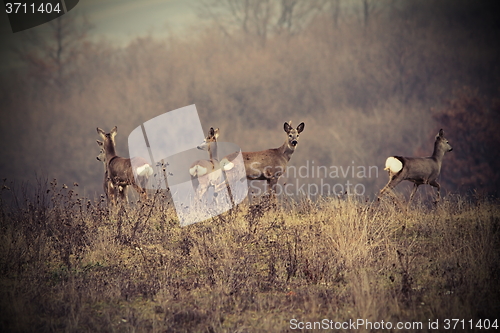 Image of beautiful image with roe deers