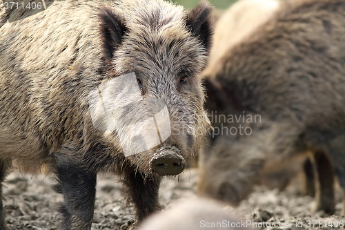 Image of portrait of curious wild hog