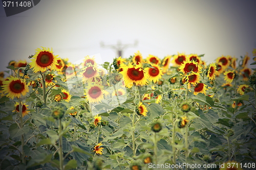 Image of sunflower field with vignette