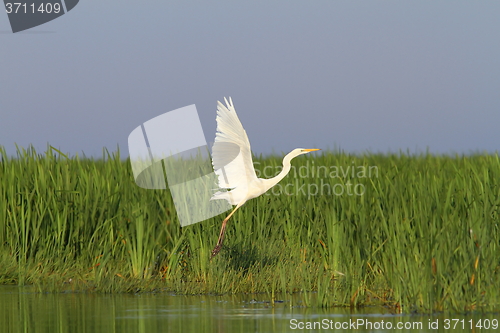 Image of white heron flying over marsh