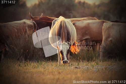 Image of cows herd in orange sunset light