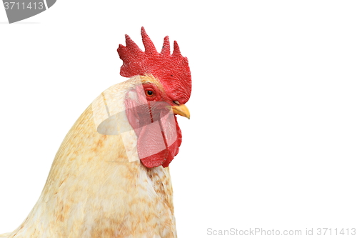 Image of isolated portrait of white rooster