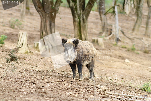 Image of wild boar near the forest