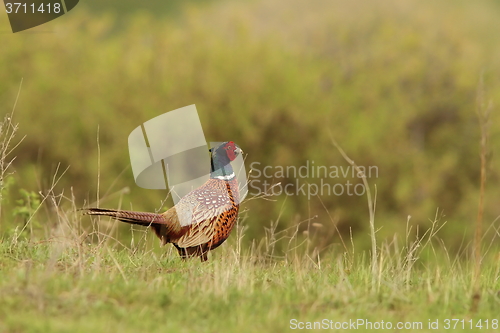 Image of phasianus colchicus rooster on lawn