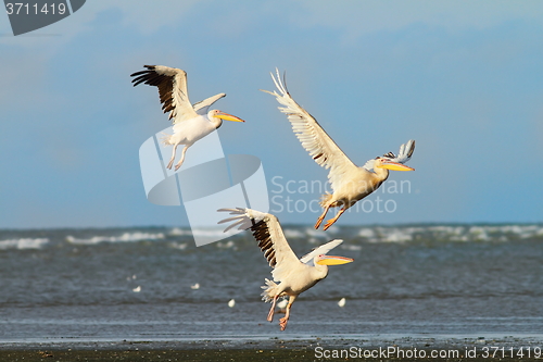 Image of three great pelicans taking flight over the sea