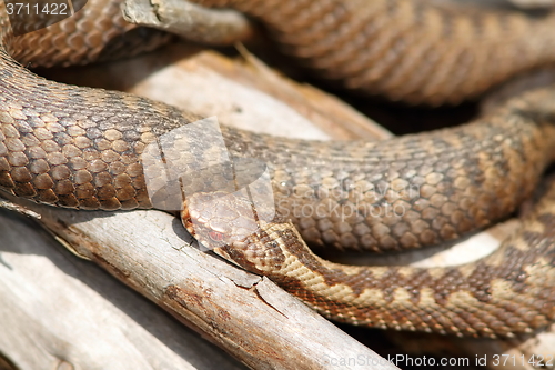 Image of orange female european common viper basking