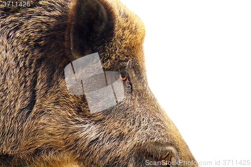 Image of isolated closeup of a wild hog