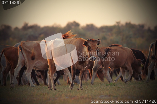 Image of cows in beautiful orange twilight