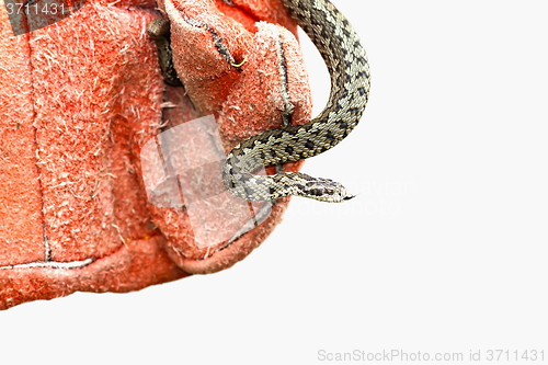 Image of european venomous snake in red leather glove