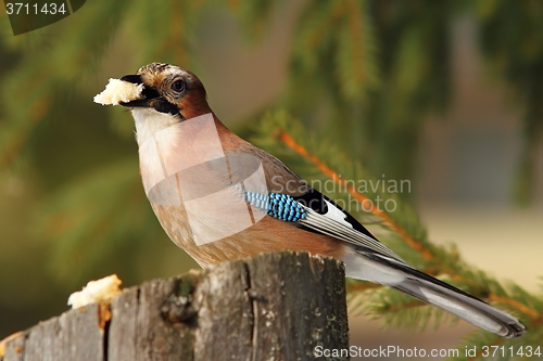 Image of eurasian jay eating piece of bread